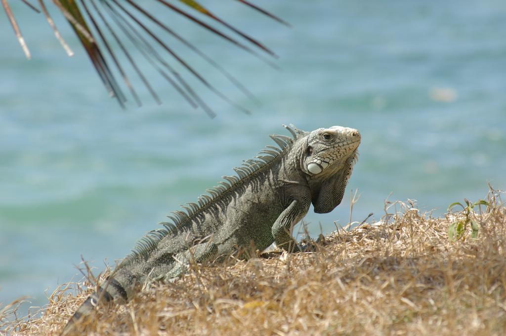 Kaz Creole Aventure Tropicale Insolite, Fibre, Jardin Et Jacuzzi Prives Saint-Francois  Dış mekan fotoğraf